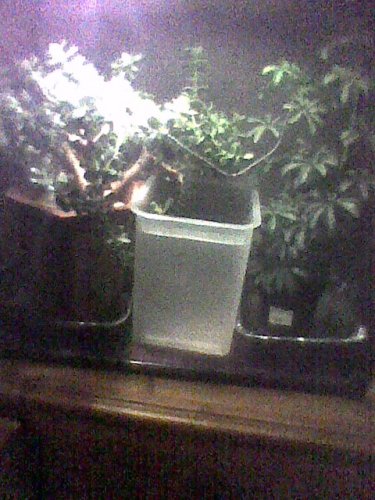 Image0049.jpg