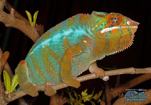 Furcifer pardalis, CB male B1, 1000c.jpg