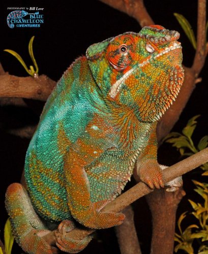 Furcifer pardalis, CB male B2, 1000c.jpg