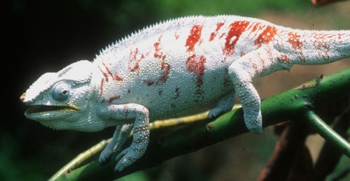 Panther%20chameleon,%20whitish%20grey%20male.jpg