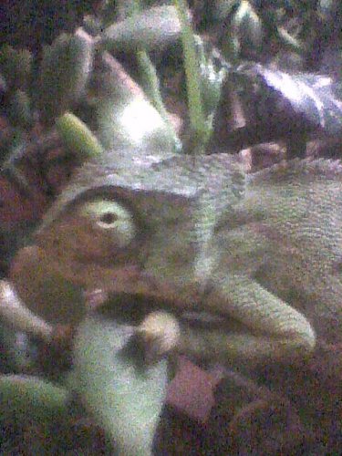 Image0060.jpg