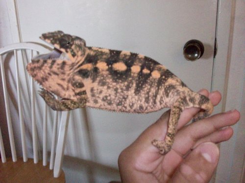 chameleons and doa roaches 006.jpg