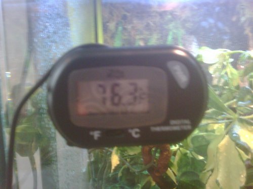 IMG00098-20101113-0731.jpg
