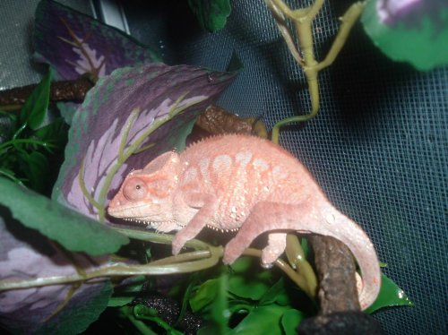 Gonzo panther for sale 001.jpg