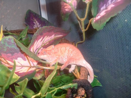 Gonzo panther for sale 004.jpg