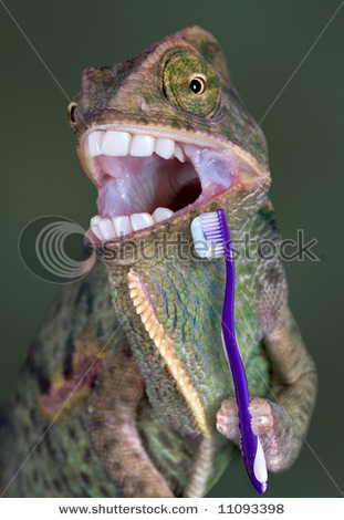 stock-photo-a-veiled-chameleon-is-about-to-brush-his-teeth-11093398.jpg