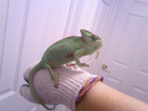 my female veiled.JPG