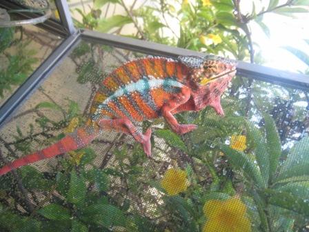 WC Ambilobe male6110.jpg