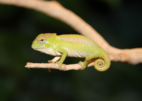 BabyPeacockChameleon.jpg