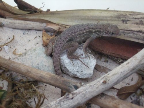 Curly Tailed Lizard 001.jpg