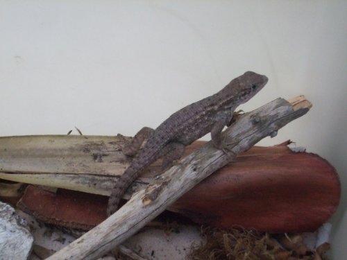 Curly Tailed Lizard 002.jpg