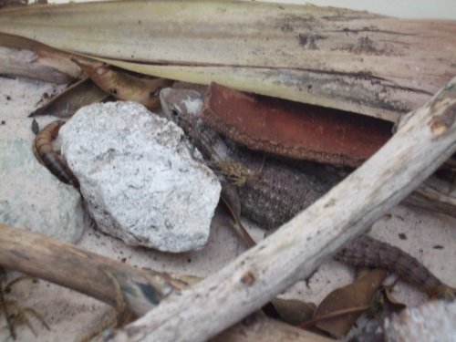 Curly Tailed Lizard 003.jpg