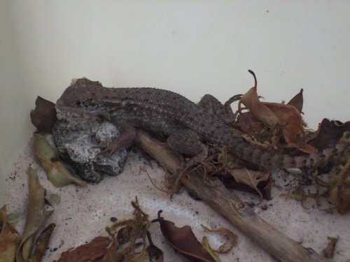 Curly Tailed Lizard 004.jpg