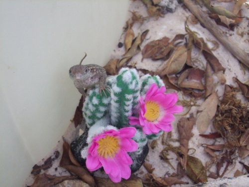 Curly Tailed Lizard 005.jpg