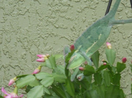 Laverneoutside (26).jpg