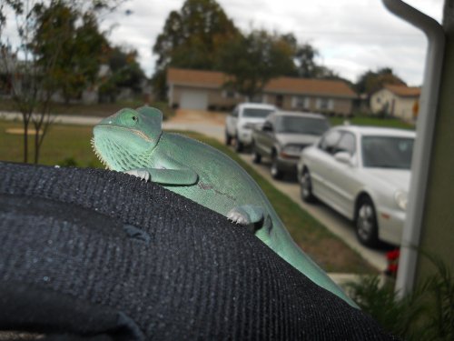 Shirley outside (8).jpg