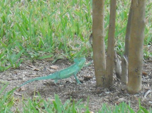 Shirley outside (16).jpg