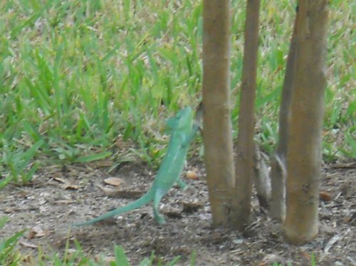 Shirley outside (17).jpg