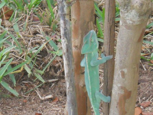 Shirley outside (19).jpg