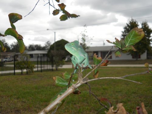 Shirley outside (29).jpg