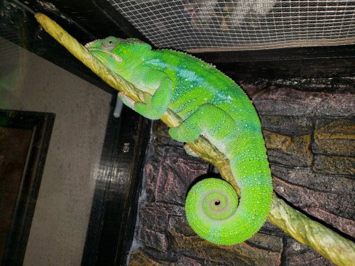 chameleon Karma Pixel January 13 2019 1_13_19.jpg