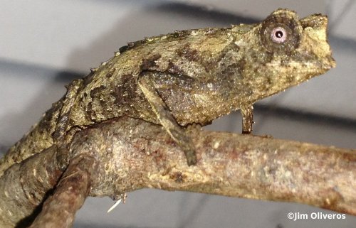 brookesia-stumpffi-41-1.jpg