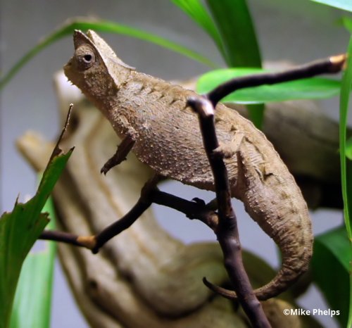 brookesia-superciliaris-42-1.jpg