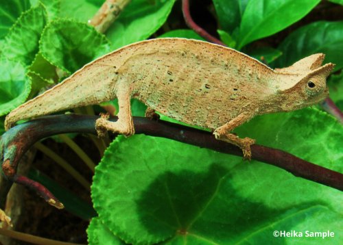 brookesia-superciliaris-42-2.jpg