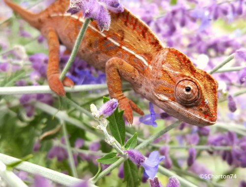 furcifer-lateralis-4.jpg