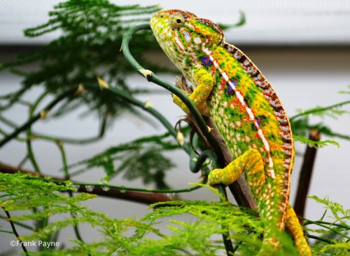 furcifer-lateralis-5.jpg