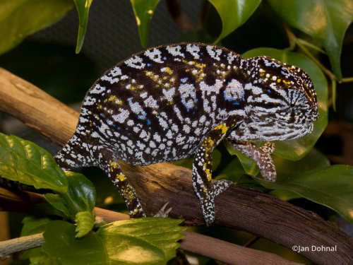 furcifer-lateralis-7.jpg