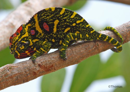 furcifer-minor-2.jpg