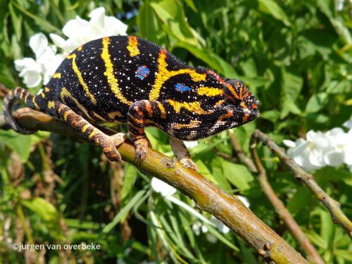 furcifer-minor-3.jpg