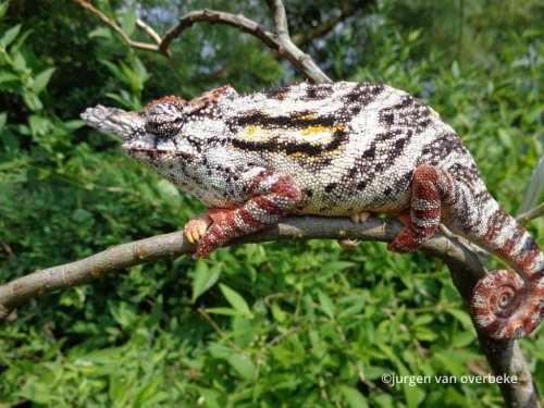 furcifer-minor-5.jpg