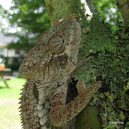 furcifer-oustaleti-2.jpg