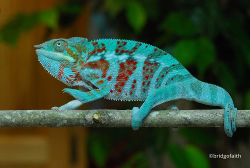 furcifer-pardalis-4.jpg