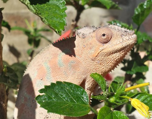 furcifer-pardalis-5.jpg
