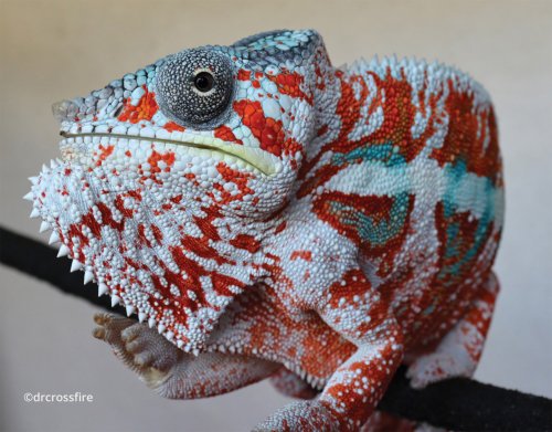 furcifer-pardalis-9.jpg
