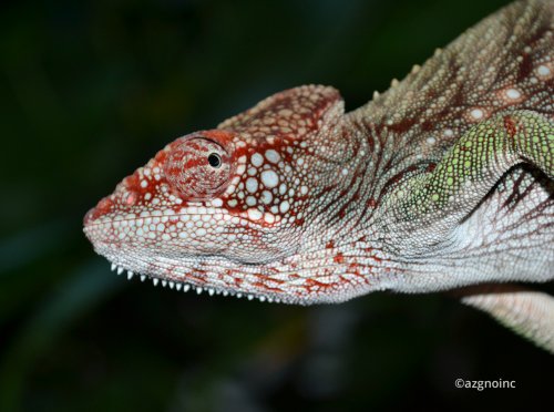 furcifer-verrucosus-verrucosus-1.jpg