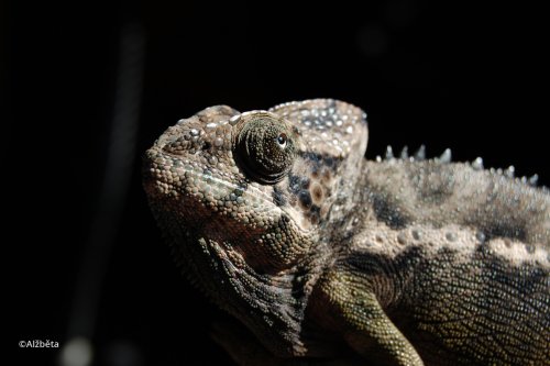 furcifer-verrucosus-verrucosus-2.jpg