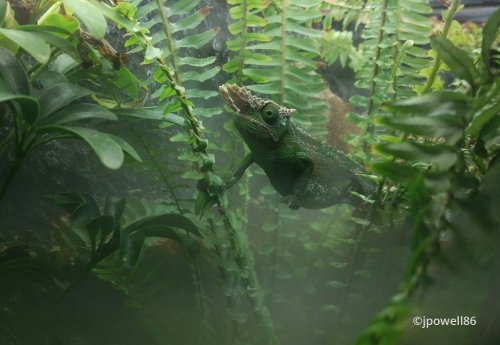 kinyongia-multituberculata-3.jpg