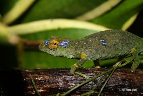 kinyongia-oxyrhina-1.jpg