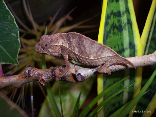 rieppeleon-brevicaudatus-2.jpg
