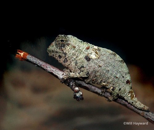 rieppeleon-brevicaudatus-3.jpg