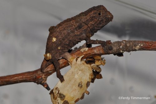 rieppeleon-brevicaudatus-8.jpg