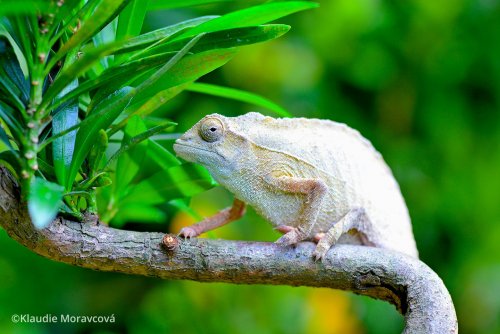 rieppeleon-brevicaudatus-10.jpg