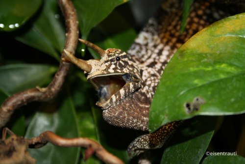 trioceros-oweni-1.jpg