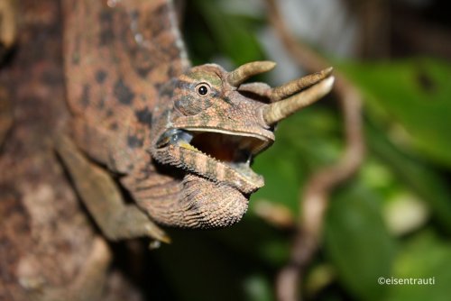 trioceros-oweni-2.jpg