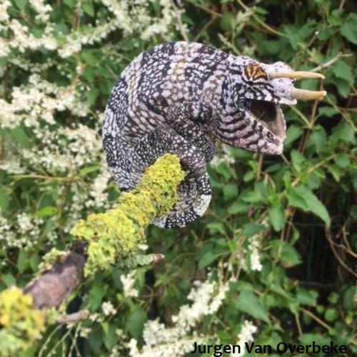 World Chameleon Species Tour: Trioceros oweni