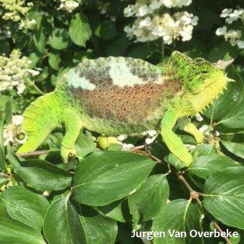 World Chameleon Species Tour: Trioceros quadricornis